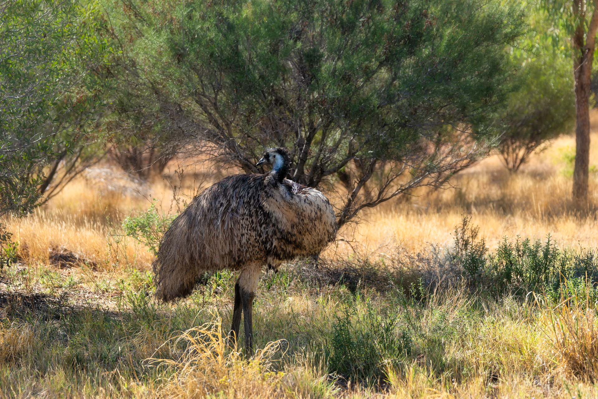 Emu